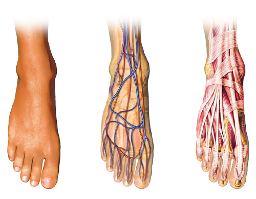 medical breakthrough podiatrist blood flow simulation